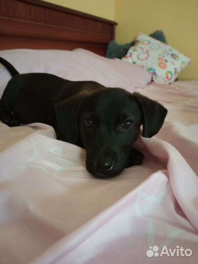 Отдам щенка в хорошие руки