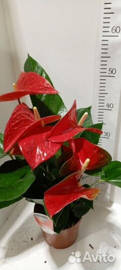 Антуриум микс