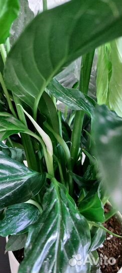 Спатифиллумы в ассортименте