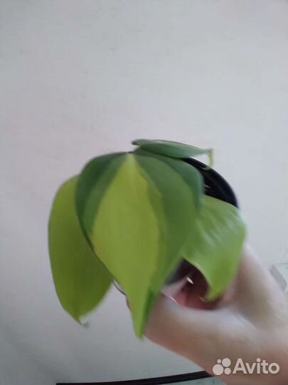 Эпипремнум бразил