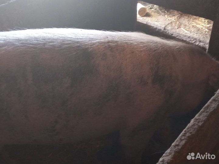 Продам хряка