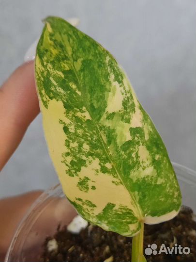 Филодендрон Доместикум