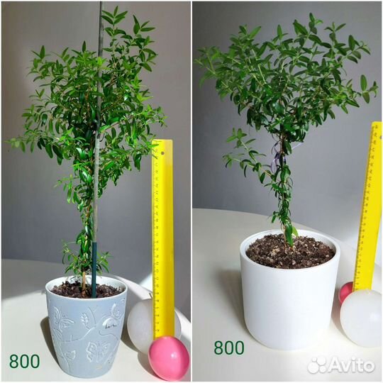 Мирт Миртовое дерево