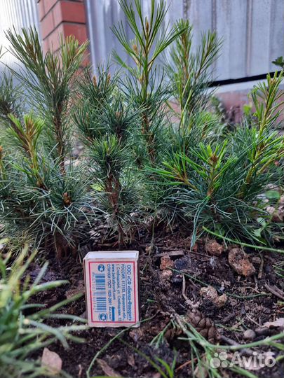 Продам кедровый стланик