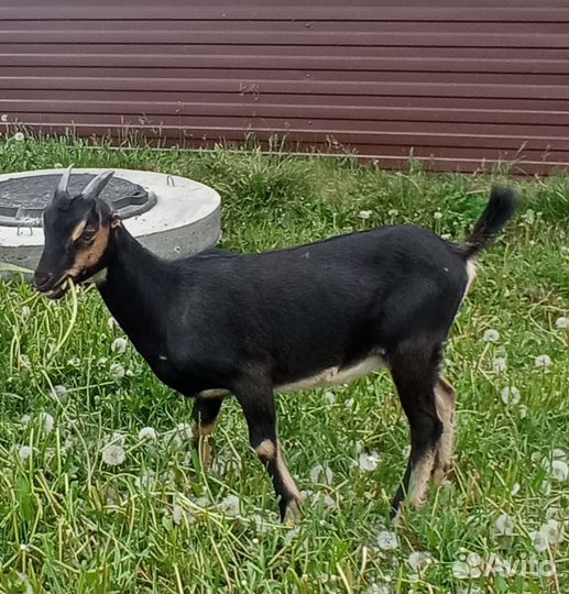 Козочки и козлик