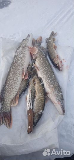 Живец карась