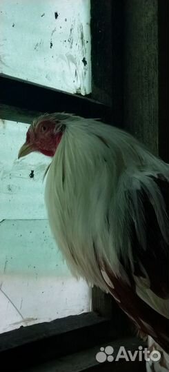 Петухи Йокогама