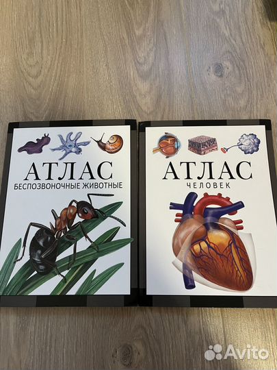 Атлас по анатомии барабанов