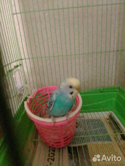 Волнистый попугай с клеткой