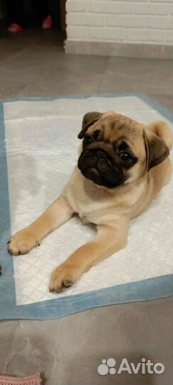 Щенки мопса