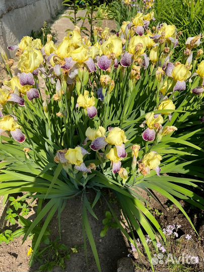 Продаю сортовые Ирисы