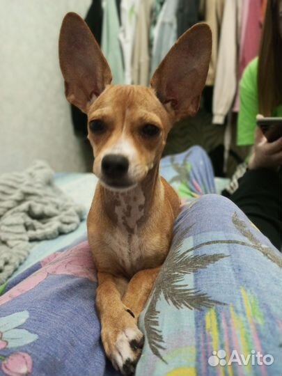 Собака для вязки