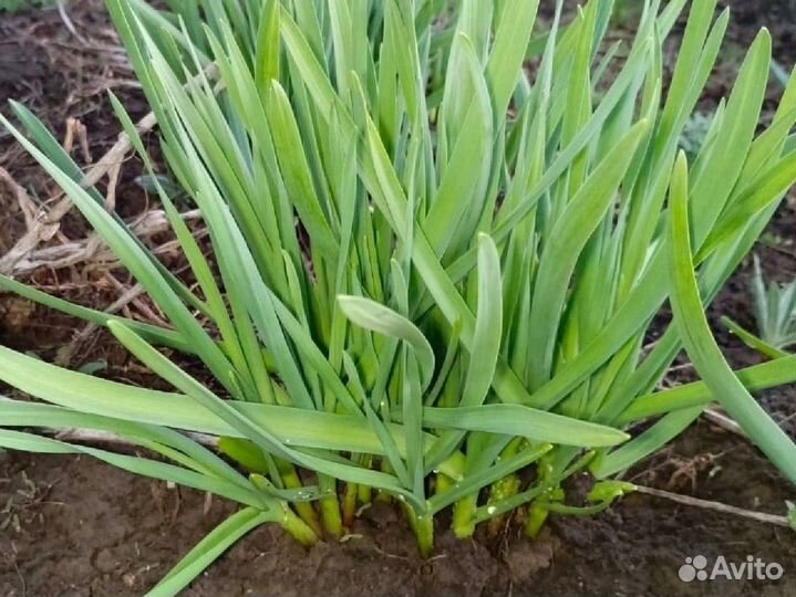 15 сортов семенного картофеля, зелень чеснока