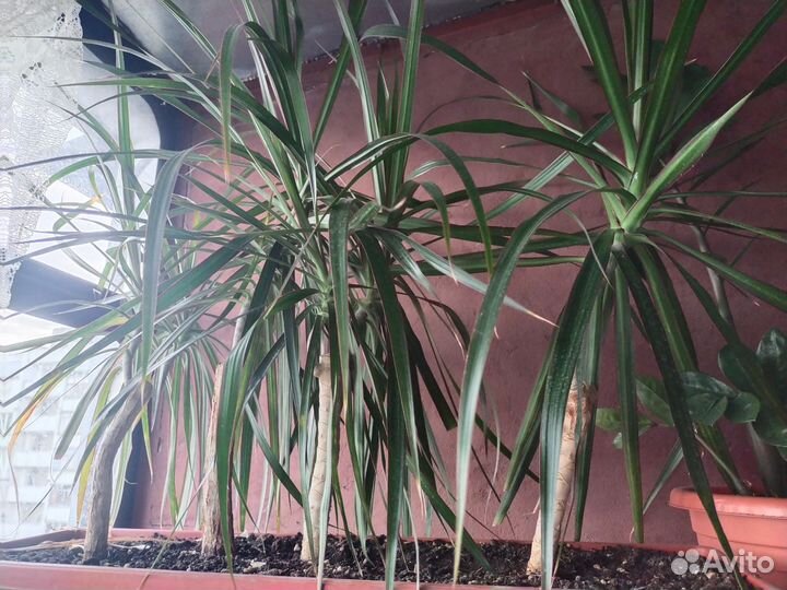 Драцена, традесканция