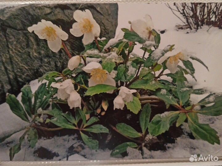 Морозник (белый)