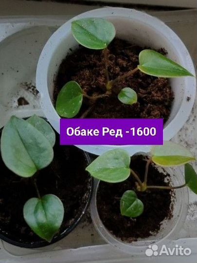 Антуриум детки