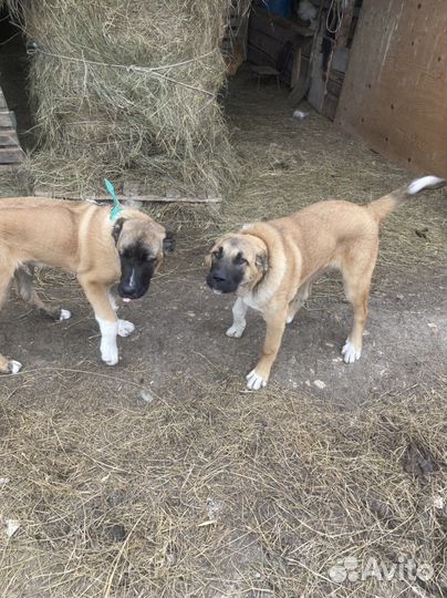 Щенки турецкого кангала