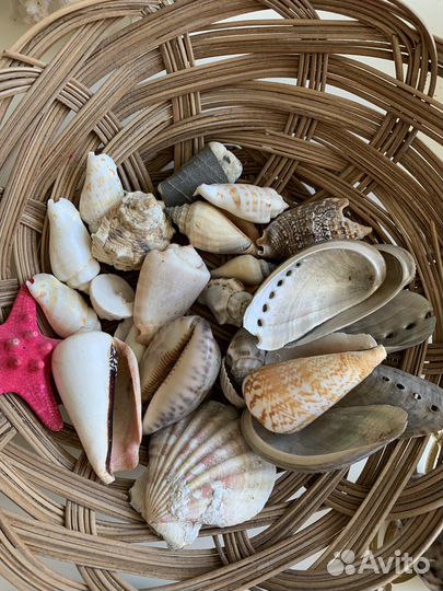 Морские ракушки и кораллы