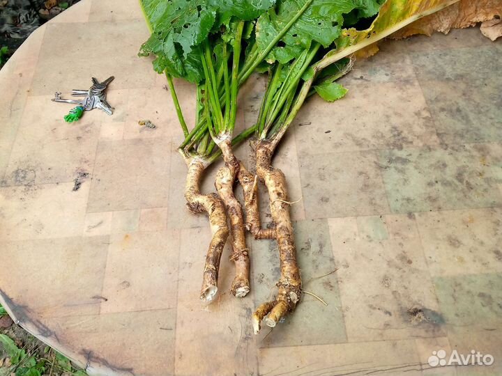 Корень хрена