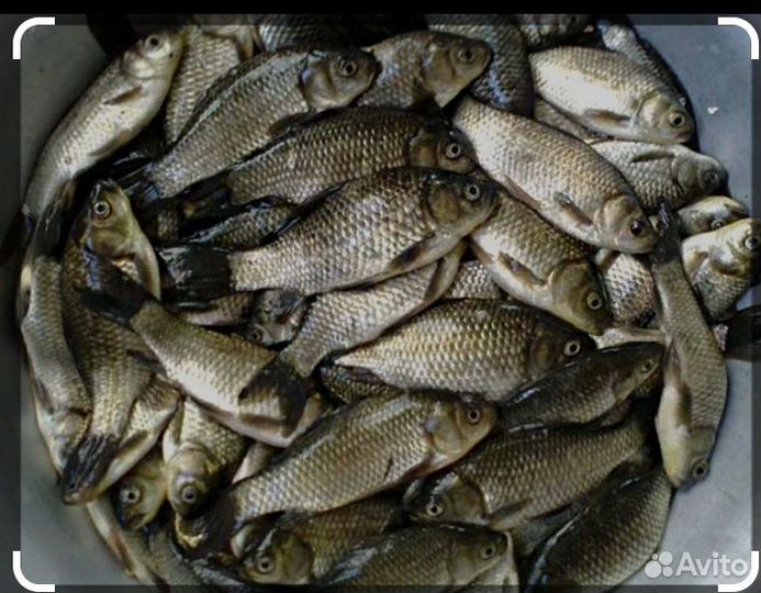 Живец карась