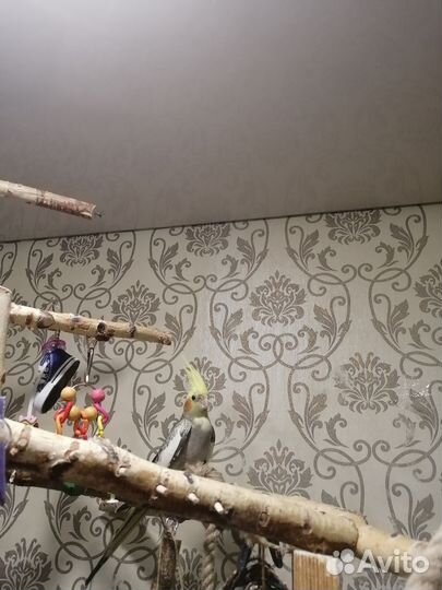 Попугай корелла