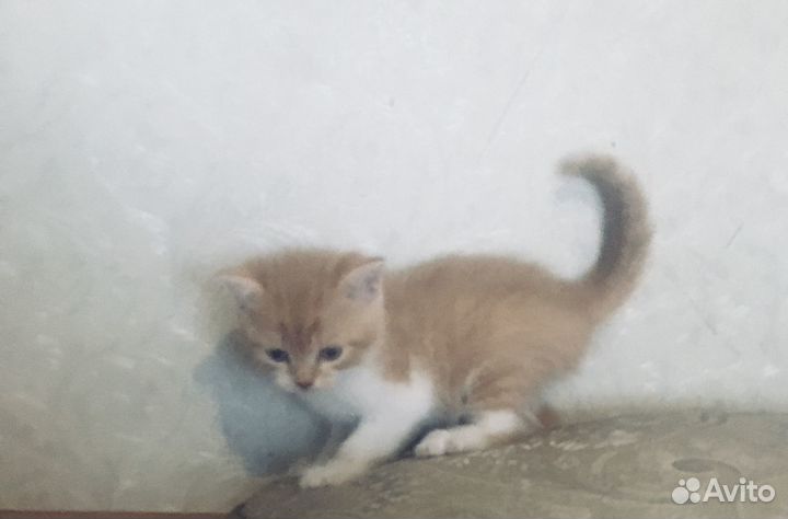 Продам шотландских котят