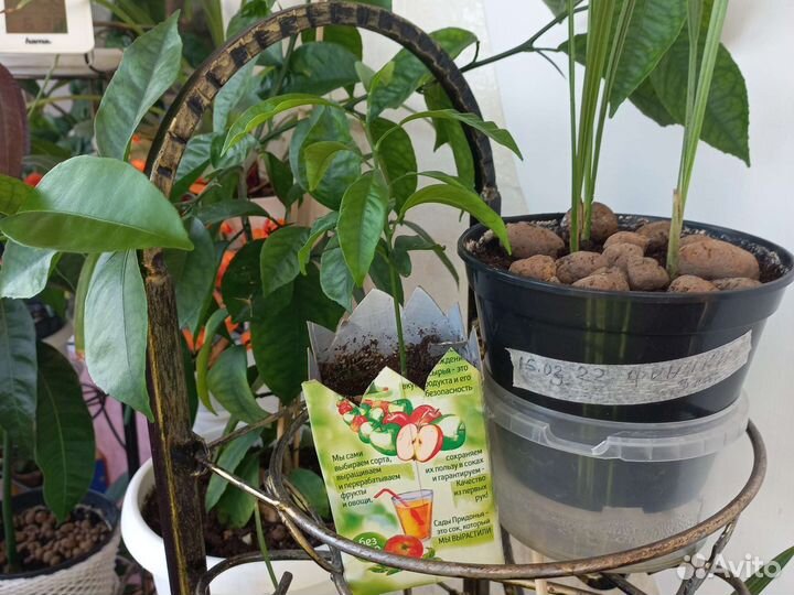 Мандариновое дерево