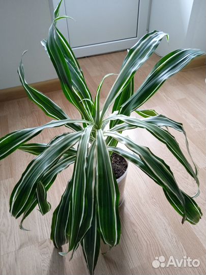 Комнатные цветы