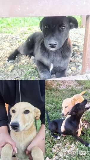 Собака в добрые руки