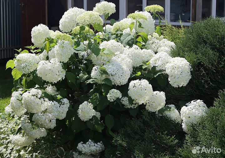 Гортензия белая