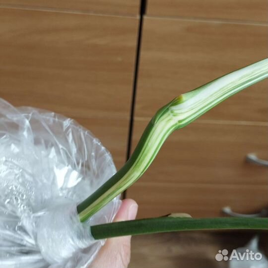 Монстера Альба вариегатная