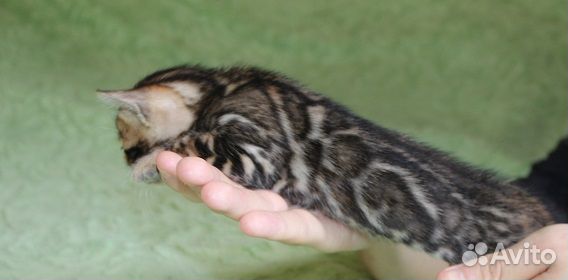 Снежные и золотые леопардики