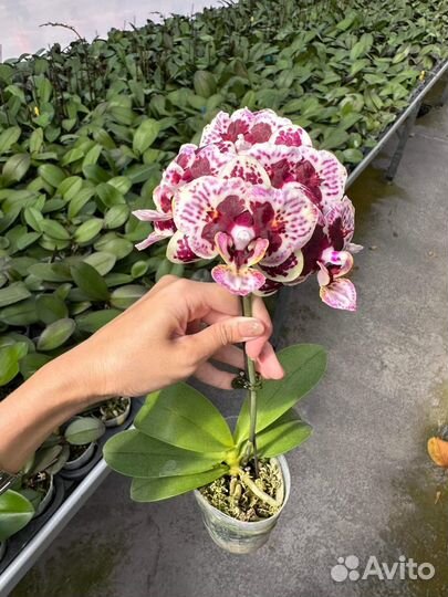 Орхидея бабочка