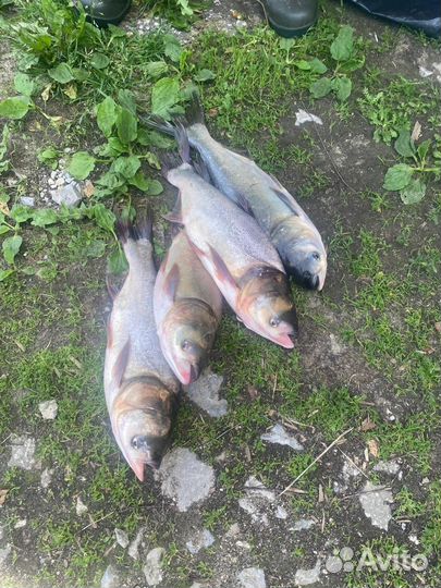 Рыбалка в Шваново