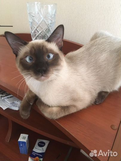 Передержка животных
