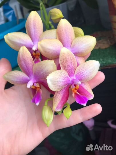 Орхидея ароматная Лиодоро
