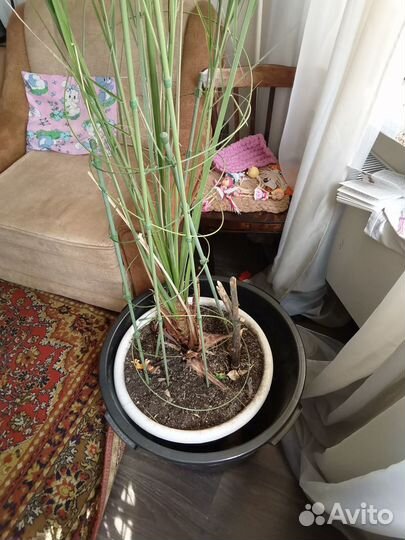 Продам финиковую пальму