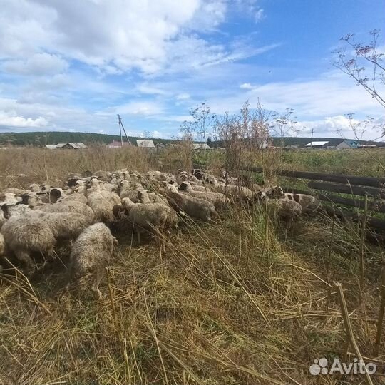 Овцы,бараны,ягнята, полукурдючные