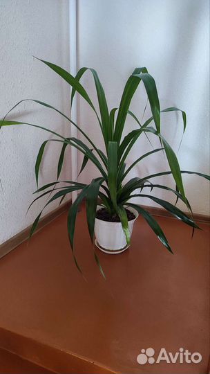 Офисный цветок