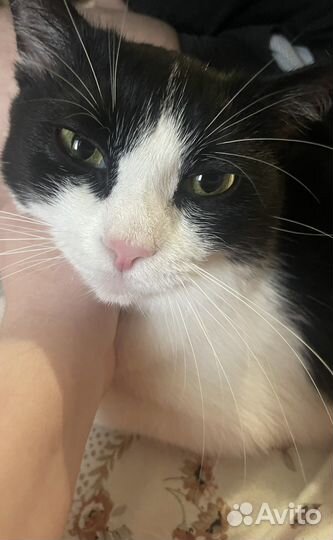 Передержка домашних животных