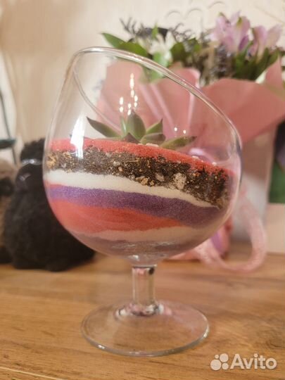 Флорариум суккуленты