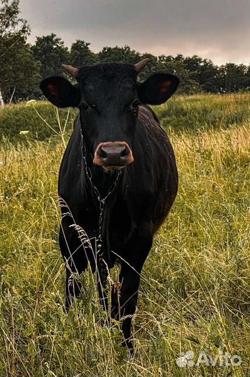 Бычки и телки