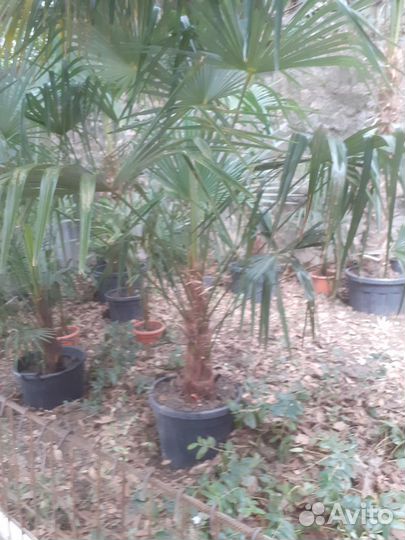 Пальма трахикарпус