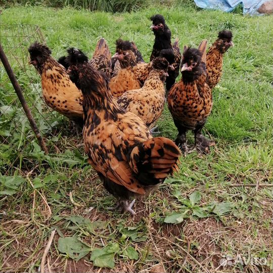 Петушки и курочки