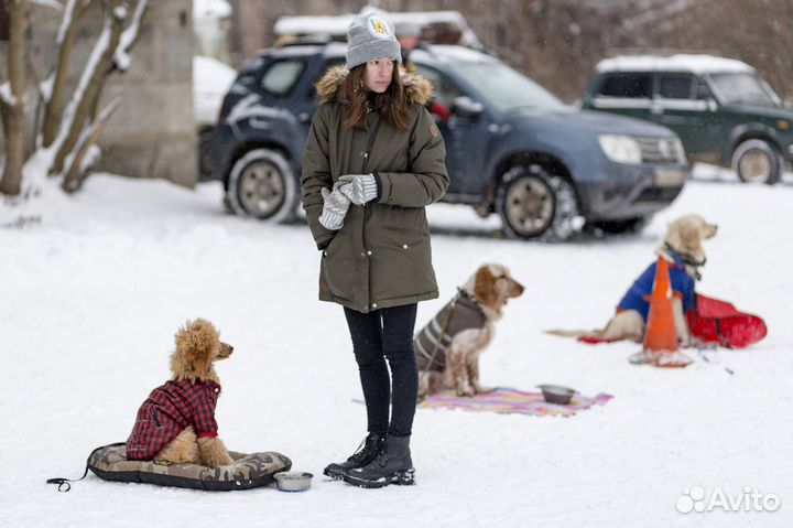 Дрессировка собак в Клубе Служебного Собаководства