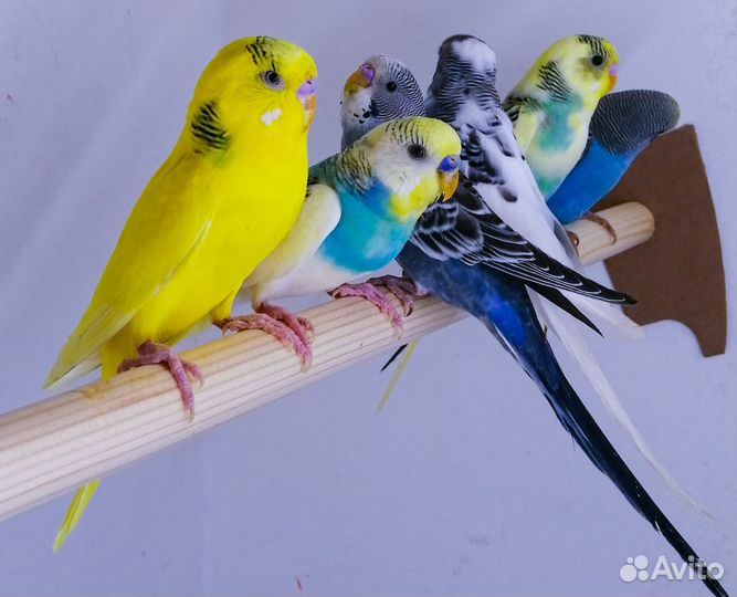 Волнистый попугай малыши