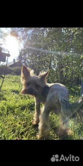 Вязка Йоркширского терьера