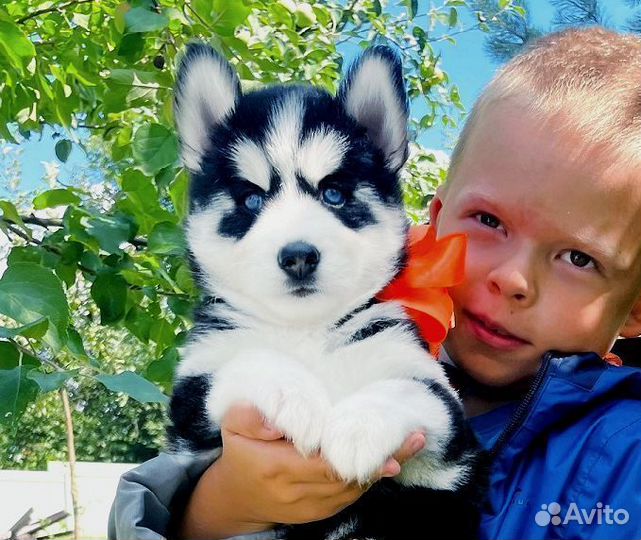 Самые Шикарные Щеночки Хаски для вас )