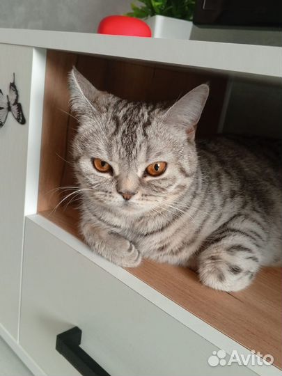 Шотландская кошечка