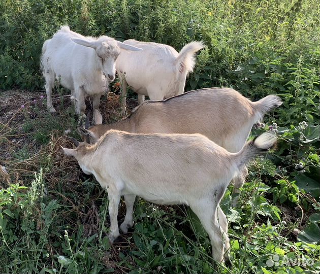 Козлики, козочки